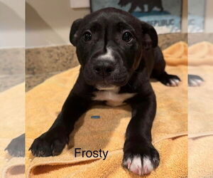 American Pit Bull Terrier-German Shepherd Dog Mix Dogs for adoption in Mission Viejo, CA, USA