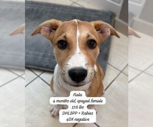 Labrador Retriever-Unknown Mix Dogs for adoption in Virginia Beach, VA, USA