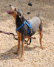 Medium Photo #1 Greyhound-Unknown Mix Puppy For Sale in Philadelphia, PA, USA