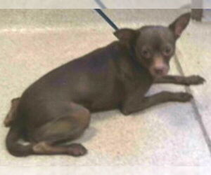 Chihuahua Dogs for adoption in Tallahassee, FL, USA