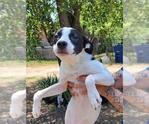 Mutt Dogs for adoption in San Antonio, TX, USA