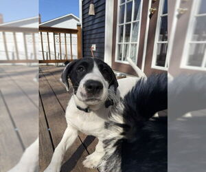 Mutt Dogs for adoption in Garden City, NY, USA