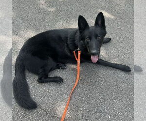German Shepherd Dog Dogs for adoption in Techny, IL, USA