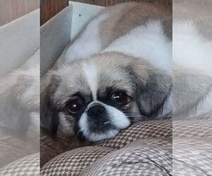 Pekingese Dogs for adoption in Oakdale, TN, USA