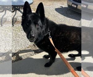 German Shepherd Dog Dogs for adoption in Evansville, IN, USA