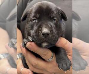 Labrador Retriever-Unknown Mix Dogs for adoption in Corpus Christi, TX, USA