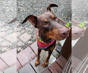 Doberman Pinscher Dogs for adoption in Anchorage, AK, USA
