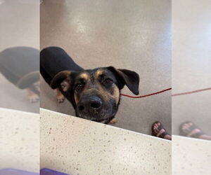 German Shepherd Dog-Unknown Mix Dogs for adoption in Louisville, KY, USA