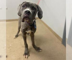 Mutt Dogs for adoption in Aurora, CO, USA