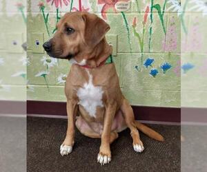 Labbe Dogs for adoption in Waynesboro, PA, USA