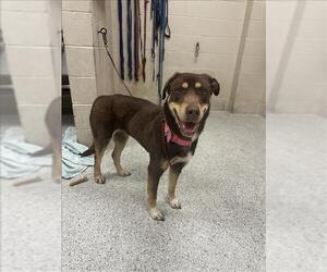 Labrador Retriever-Unknown Mix Dogs for adoption in Conroe, TX, USA