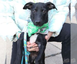 Dachsador Dogs for adoption in Washington, DC, USA