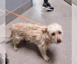 Mutt Dogs for adoption in Las Vegas, NV, USA