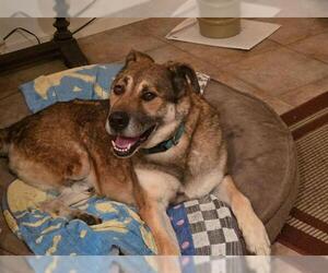 German Shepherd Dog Dogs for adoption in Chula Vista, CA, USA