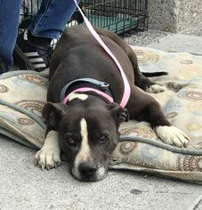 American Staffordshire Terrier Dogs for adoption in Carson City, NV, USA