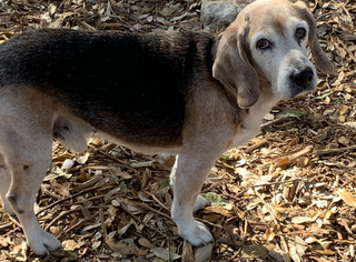 Beagle Dogs for adoption in Boerne, TX, USA