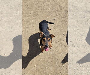 Rottweiler-Unknown Mix Dogs for adoption in Maquoketa, IA, USA
