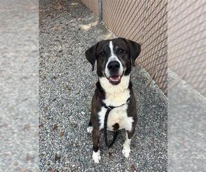 Labrador Retriever-Unknown Mix Dogs for adoption in Palmetto, FL, USA