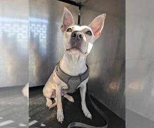 Mutt Dogs for adoption in San Antonio, TX, USA