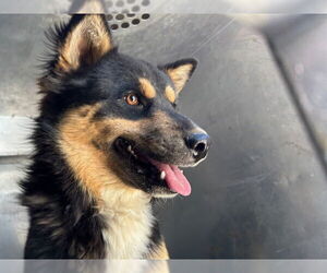 German Shepherd Dog-Siberian Husky Mix Dogs for adoption in HESPERIA, CA, USA