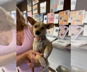 Chihuahua Dogs for adoption in Stockton, CA, USA
