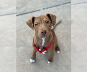 Unknown-Vizsla Mix Dogs for adoption in Albuquerque, NM, USA