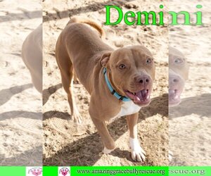 American Bulldog-Unknown Mix Dogs for adoption in Pensacola, FL, USA