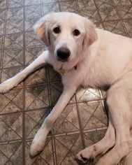 Small Great Pyrenees