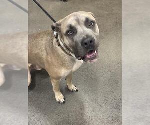 Mastiff Dogs for adoption in Forestville, MD, USA