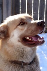 Saint Bernard-Siberian Husky Mix Dogs for adoption in Siren, WI, USA