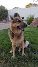 Medium Photo #1 German Shepherd Dog Puppy For Sale in Alta Loma, CA, USA