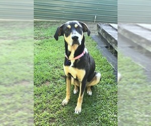 Catahoula Leopard Dog-Coonhound Mix Dogs for adoption in Guilford, CT, USA