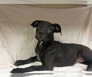 Labrador Retriever Dogs for adoption in HESPERIA, CA, USA