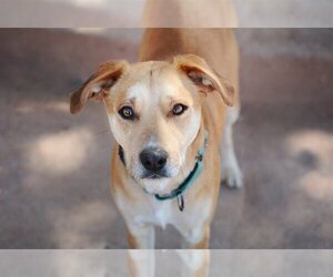 Mutt Dogs for adoption in Cottonwood, AZ, USA
