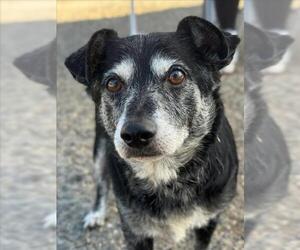 Mutt Dogs for adoption in Woodland, CA, USA