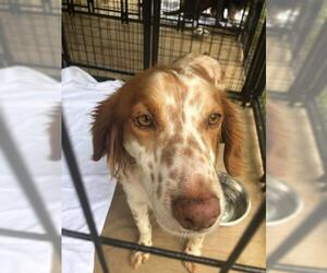 Brittany Dogs for adoption in Freeport, FL, USA