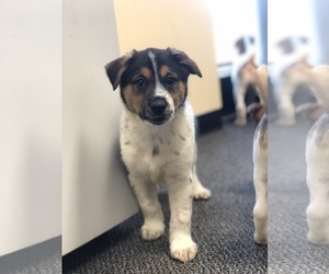 Sheprador Dogs for adoption in Fenton, MO, USA