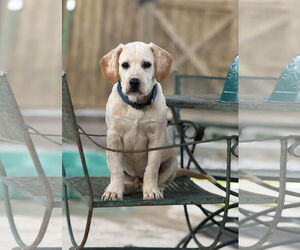 Labralas Dogs for adoption in Attalka, AL, USA