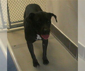 Mutt Dogs for adoption in Sanford, FL, USA