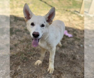 - Mix Dogs for adoption in Phoenix, AZ, USA