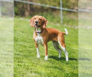 Ba-Shar Dogs for adoption in Center Township, PA, USA
