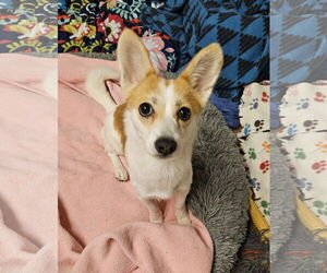 Jack Chi Dogs for adoption in Agoura Hills, CA, USA