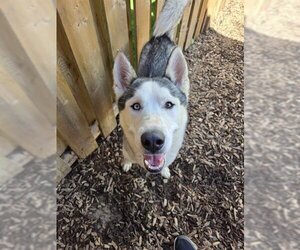 Siberian Husky Dogs for adoption in London, Ontario, Canada