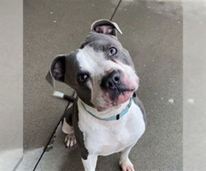 Mutt Dogs for adoption in Santa Maria, CA, USA