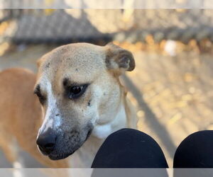 Labrador Retriever-Unknown Mix Dogs for adoption in Tulsa, OK, USA