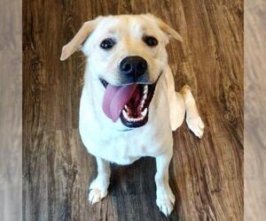 Labrador Retriever-Unknown Mix Dogs for adoption in Woodbridge, VA, USA