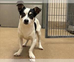 Mutt Dogs for adoption in Martinez, CA, USA