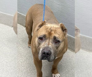 Mutt Dogs for adoption in Las Vegas, NV, USA
