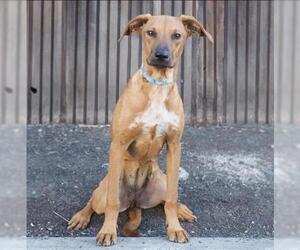Labrador Retriever-Redbone Coonhound Mix Dogs for adoption in Palo Alto, CA, USA