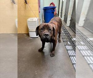 Mastiff Dogs for adoption in Stockton, CA, USA